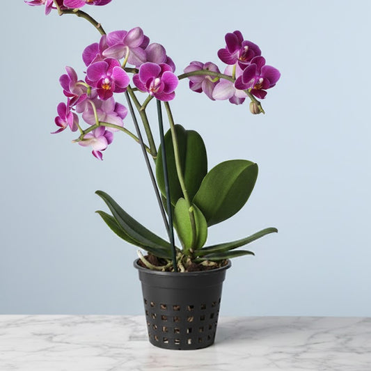 Orchid Black